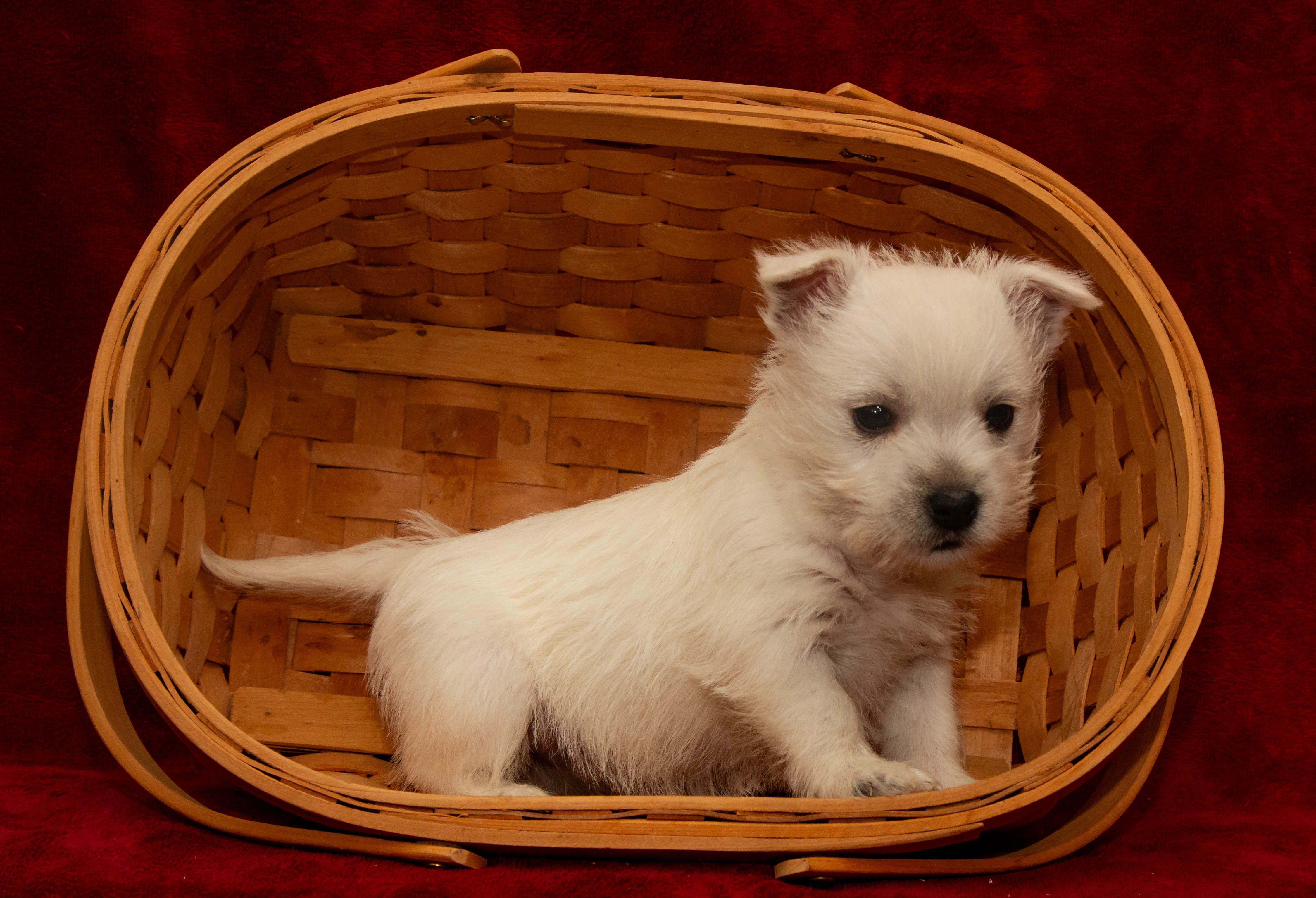 puppy, for, sale, West Highland White Terrier, Amos B. King, dog, breeder, Romney, WV, dog-breeder, puppy-for-sale, forsale, nearby, find, puppyfind, locator, puppylocator, aca
